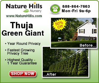 Thuja Green Giant