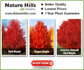 Shop for Maple Trees at NatureHills.com